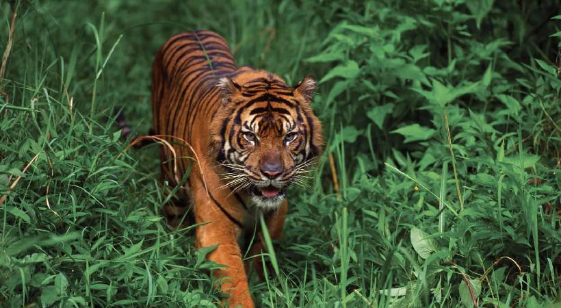tiger attacked cow in panavalli