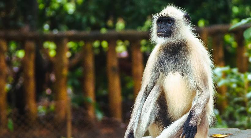 hanuman monkey escaped from thiruvananthapuram zoo