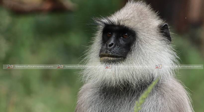 hanuman monkey not coming back to cage