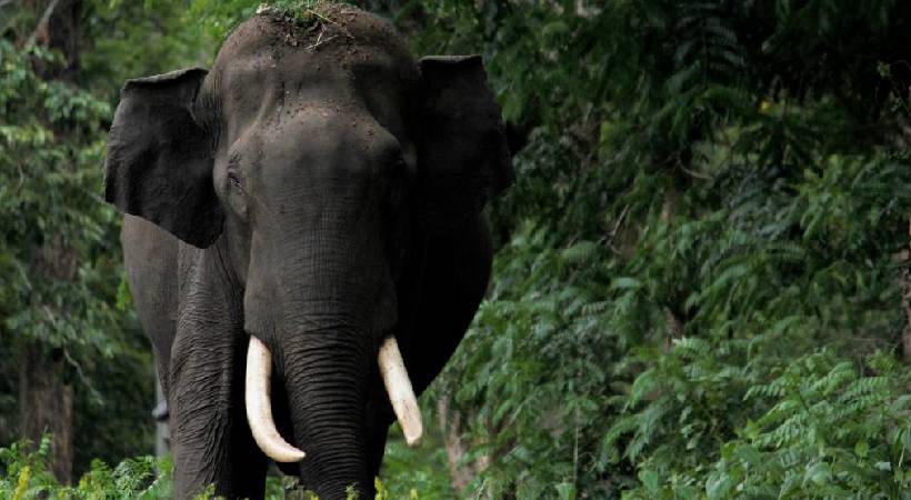 malakappara elephant attack one seriously injured