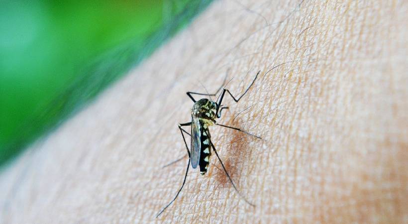 dengue grips kerala 877 cases reported