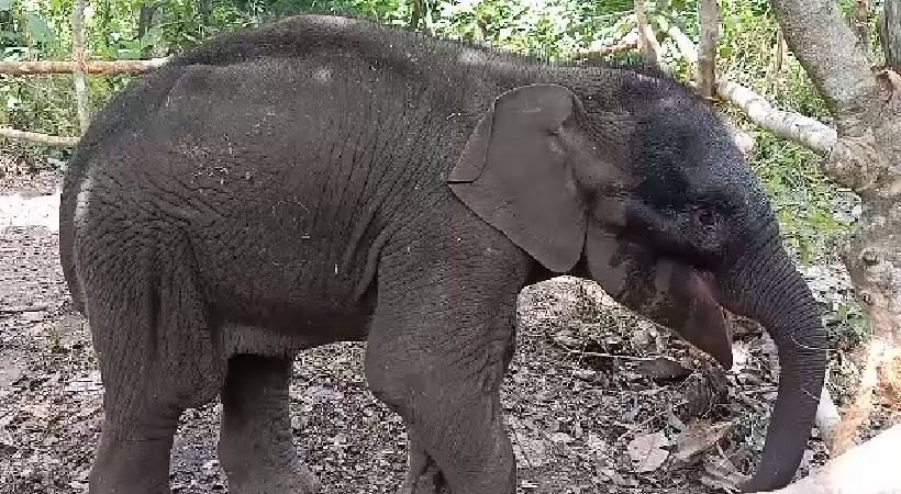 mother elephant not adding baby elephant to group