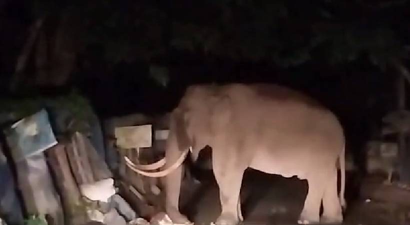 padayappa elephant munnar