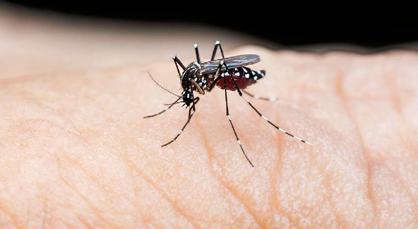 dengue fever may spike in july