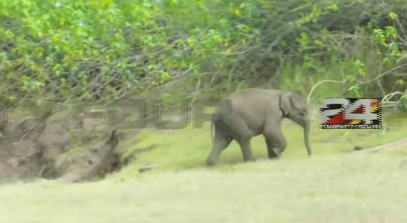 baby elephant spotted at Kanjikode