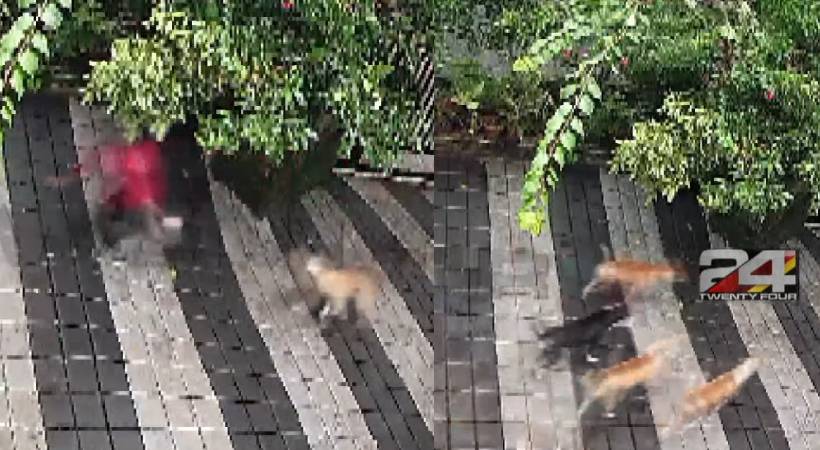 malappuram kundoor stray dog attack
