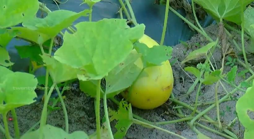 farmers combines watermelon and Golden Melon and invents subhala vellari