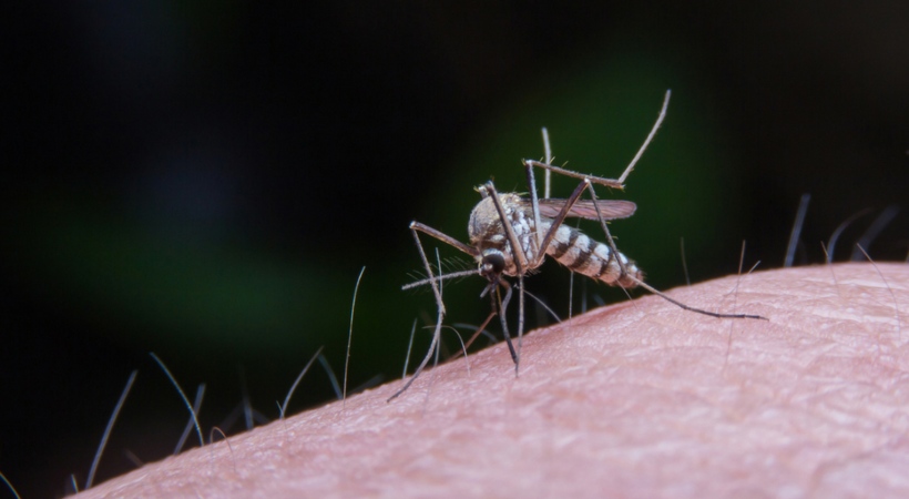 Image of Aedes aegypti mosquito , Dengu Fever