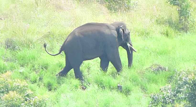 Arikomban near to Shanmukha Dam area