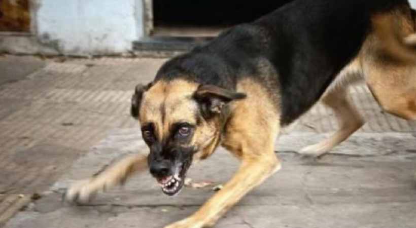 Stray dog 