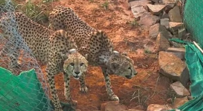Cheetah Injured In Fight At Madhya Pradesh's Kuno National Park