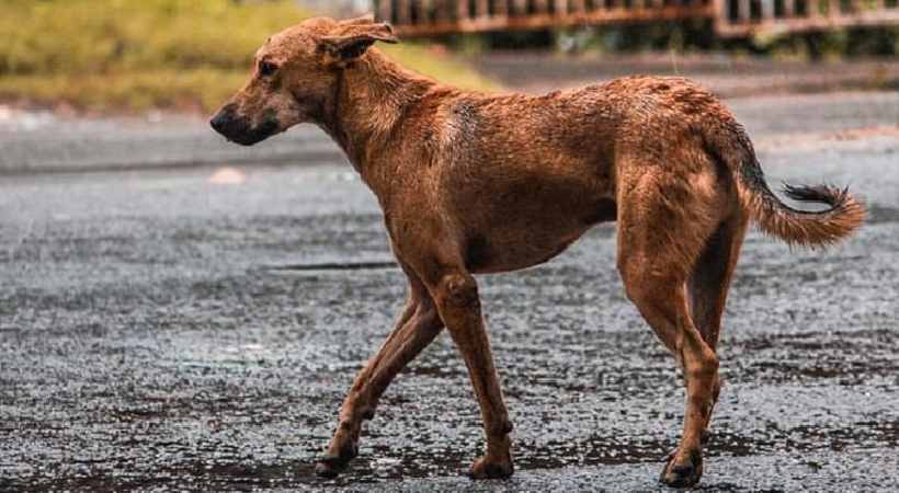 Dog that bit three people in Pathanamthitta diagnosed with rabies