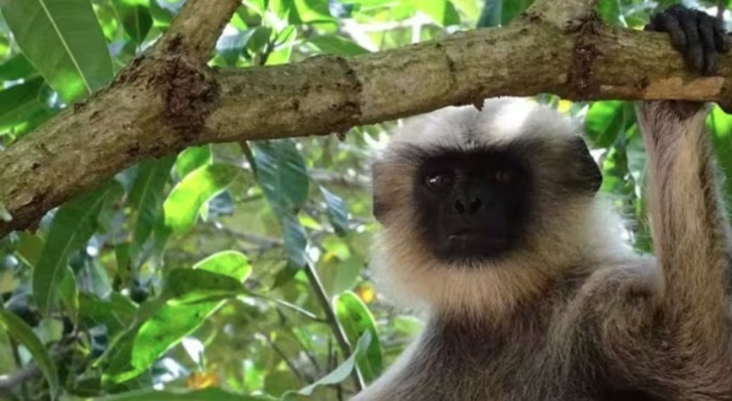 Image of Hanuman Monkey
