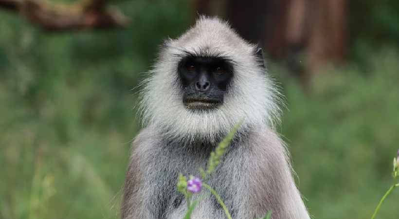 Hanuman monkey escaped from zoo third time