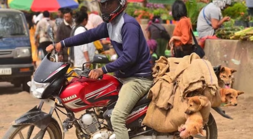 High Court quashes ban dog meat Nagaland