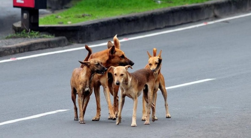 Image of Kerala Stray Dog Attack