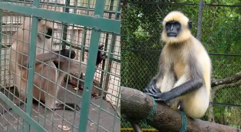 'Most Wanted' Monkey, With ₹ 21,000 Bounty, Captured After 20 Attacks