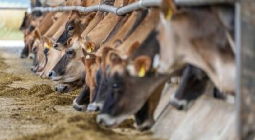 Muslim Man Accused Of Smuggling Beef Killed By Mob In Maharashtra