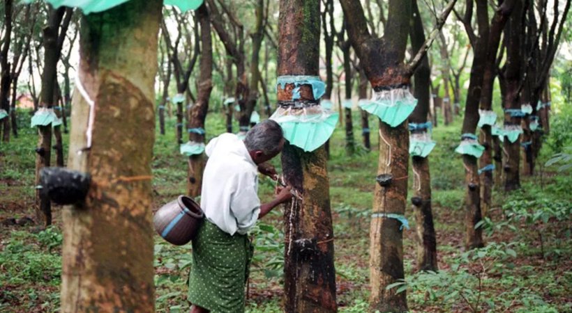 Need Rs 300 floor price for rubber: CPIM to strike