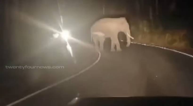 Wild elephant attack in Munnar Mattuppetty
