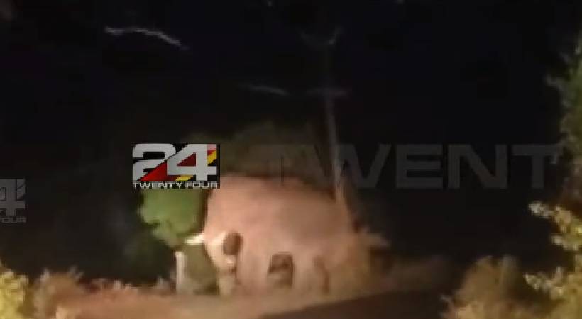 mangakomban spotted at attappadi again