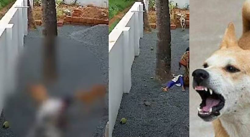 Girl attacked by stray dogs Kannur