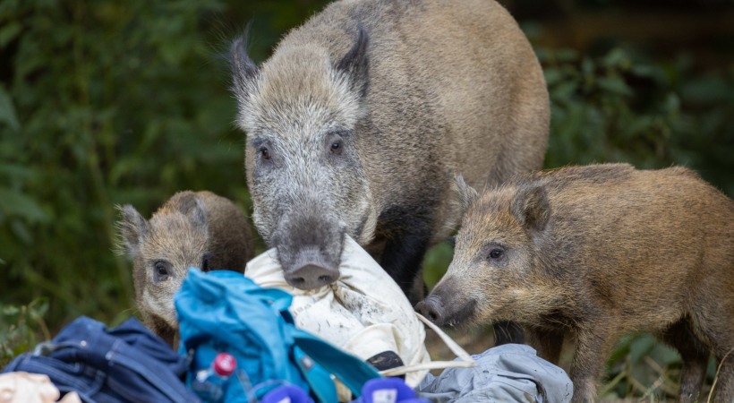 Permission to kill wild boar extended; Cabinet decisions