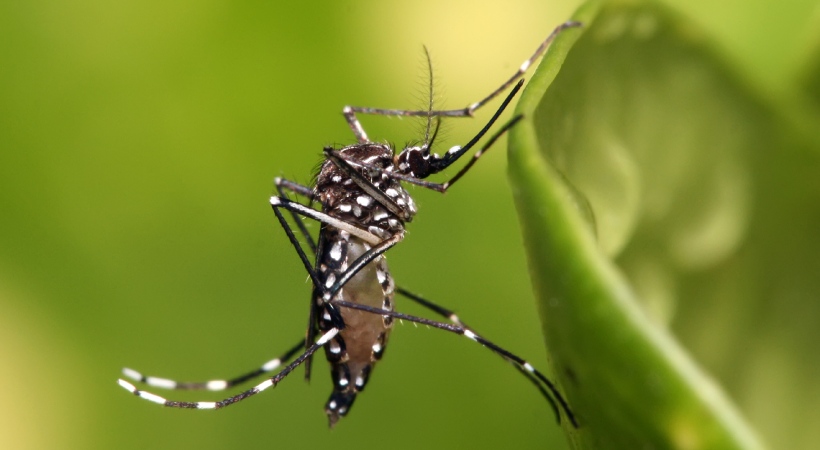 Presence of virus in Aedes mosquitoes