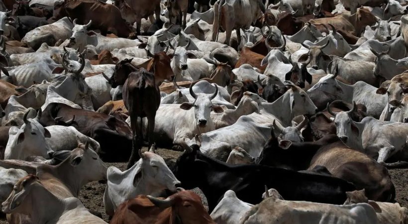 Smugglers Attack Cow Vigilantes In Nanded; One Dead