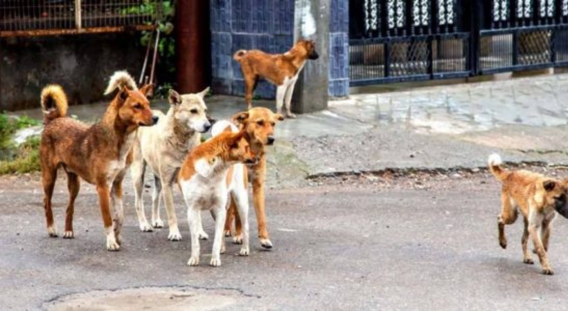 Image of Stray Dog Kerala