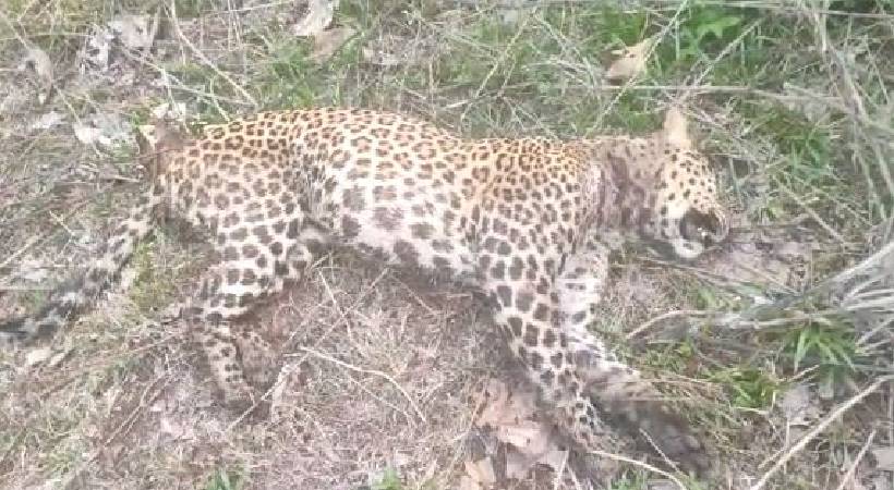 Two injured in leopard attack Wayanad