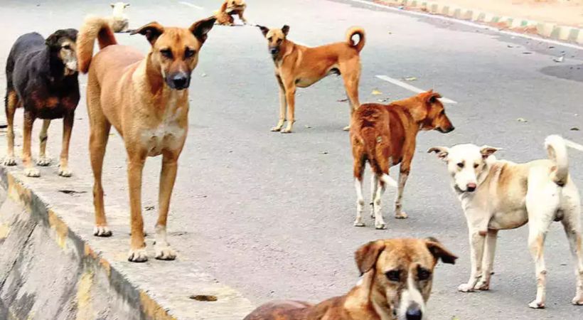 street dog attack Two injured in Thrissur