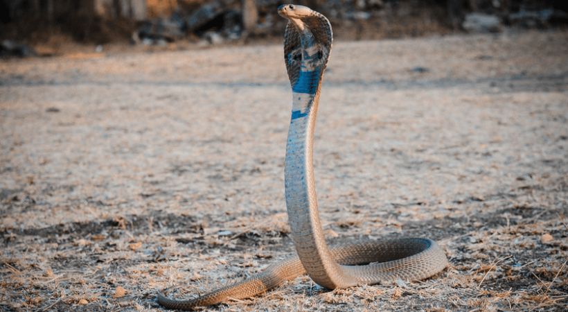 Six Cobras Caught in Thrissur