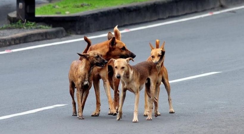 Four people bitten by stray dog Pathanamthitta