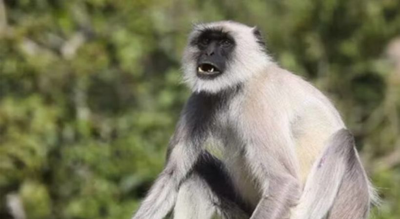 Escaped Hanuman monkey spotted on tree at TVM Zoo