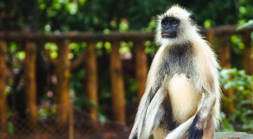 The zoo authorities said they will catch hanuman monkey soon