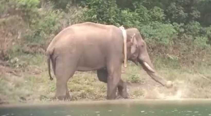 New visuals of Arikomban from tamilnadu forest
