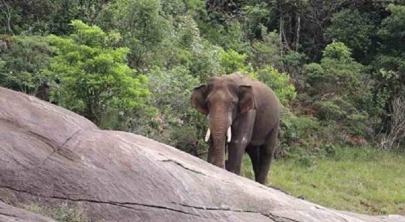Arikomban elephant very close to Kerala border