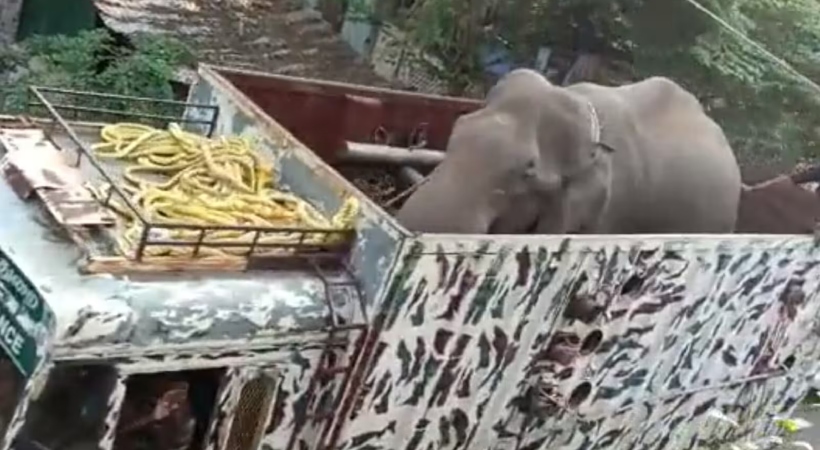 arikomban released to jungle tamilnadu