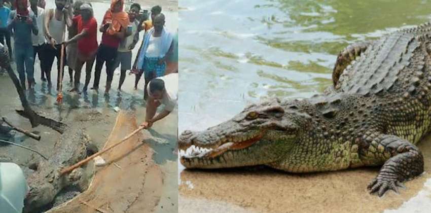 crocodile-that-killed-teen-pulled-out-of-water-beaten-to-death