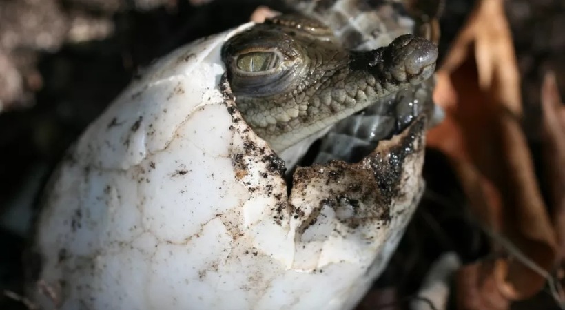 Crocodile found to have made herself pregnant