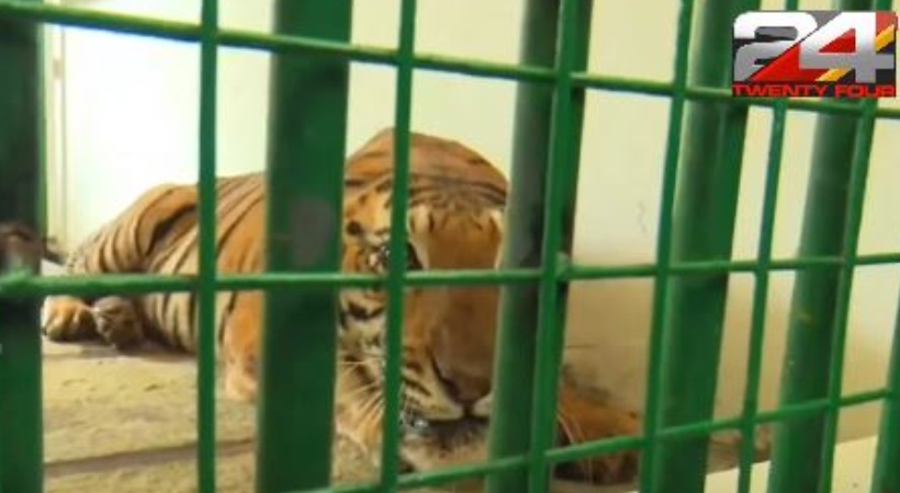 Tiger Durga at puthoor zoological park