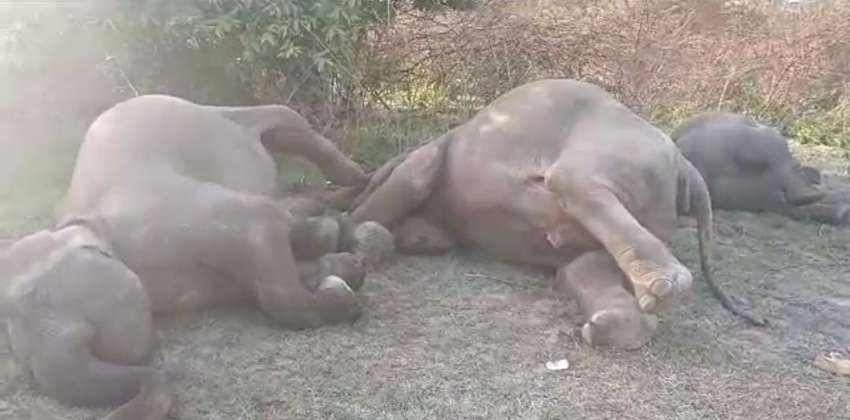 elephant death andra pradesh