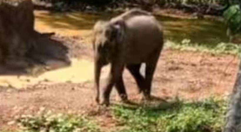 Elephant died at aralam farm