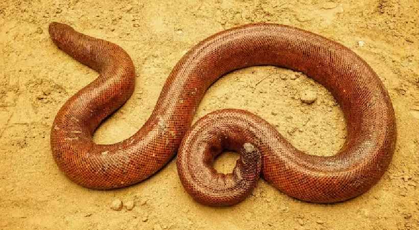 Fraud with iruthala moori snake Seven people arrested