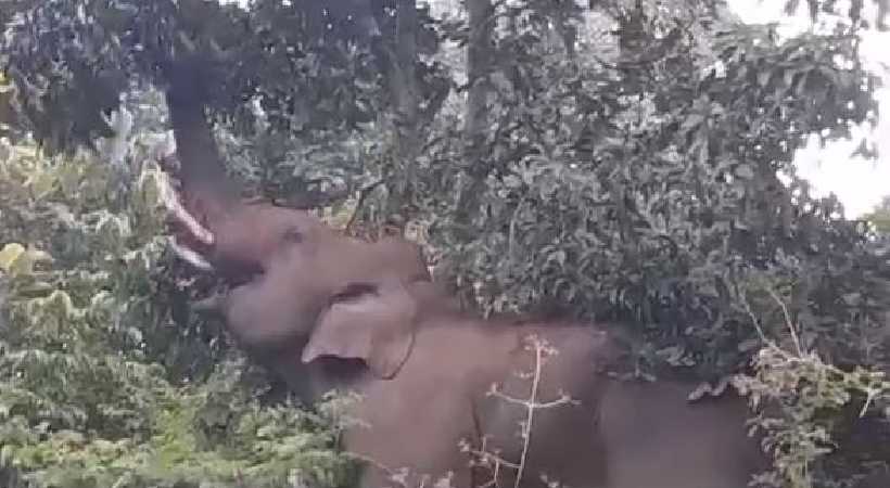Chakkakomban and mangakomban after arikomban