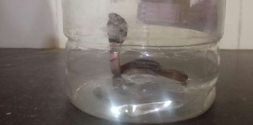 snake found hospital malappuram