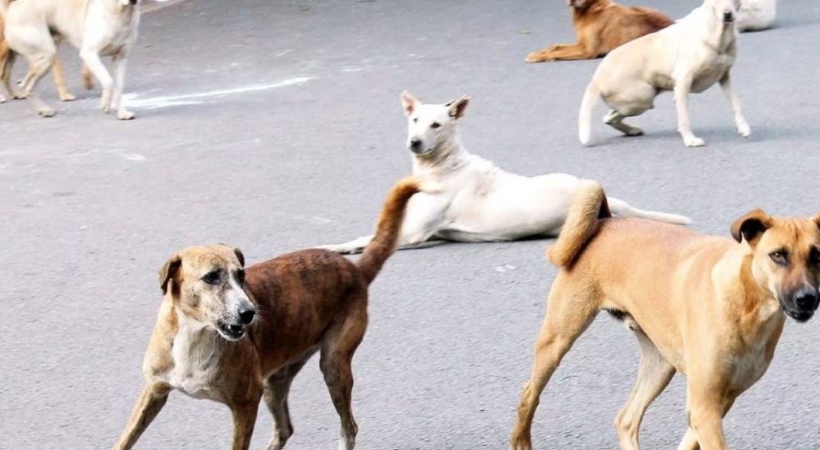 stray dogs kill meeting