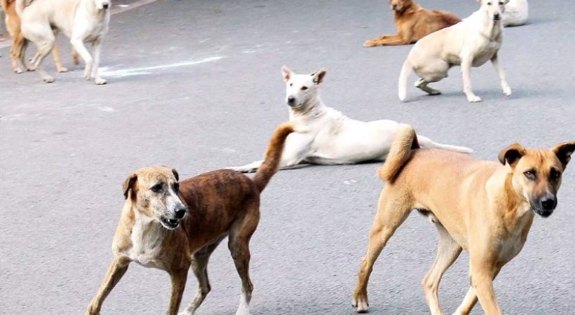 Stray dog attack in Kottarakkara many people injured