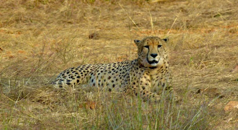 Another Cheetah Dies At Kuno National Park; 8th Death In 4 Months